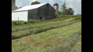 Raking the hay with a 530 John Deere Tractor [upl. by Dafodil]