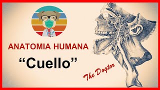 ✅ ANATOMÍA DEL CUELLO ✅ quotTriángulos fascias musculos [upl. by Glanti]