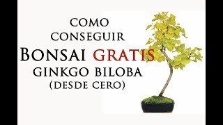 Como conseguir Bonsai Gratis de Ginkgo Biloba [upl. by Repsac]