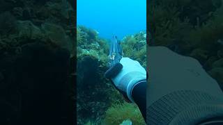 MEDITERRANEAN DENTEX INBOUND spearfishing pescasub pesca pescainapnea subscribe [upl. by Zenger]