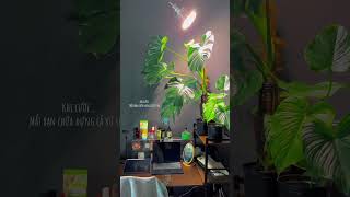 Shine bright like Diamond 💎✨ plants indoorplants youtubeshorts nature calm gardening chill [upl. by Brinson]