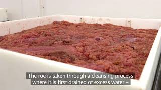 Lumpfish roe by Royal Greenland  fishery and processing [upl. by Nosreip]