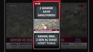 2 Gündür Kayıp Olan Kangal Köpeği Doğum Yapan Koyunla Yavrusunu Korurken Bulundu haber [upl. by Lux]