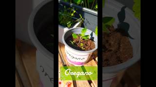 Kitchen Herbs I have grown from seed so far 🌿 gardening herbs sage shorts shortsvideo short [upl. by Buchalter]