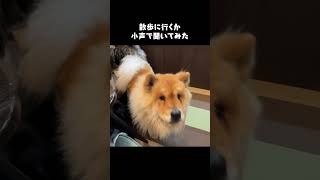 犬に小声で散歩に行くか聞いてみた【チャウチャウ・ラブラドールレトリバー】【多頭飼い】【大型犬】＃Shorts [upl. by December]