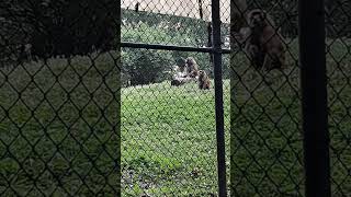 Squirrel That got the Baboons carrots Kansas City Zoo [upl. by Ailhat844]