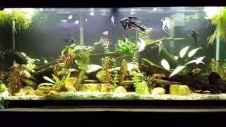 Tannins And Their Effect On Your Aquarium [upl. by Netti]