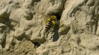 Einblick in die Welt der Wildbienen [upl. by Natanoj]