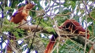 Courtship behaviour of the Malabar giant squirrel 🐿️ malabar squirrel courtship [upl. by Phelan]