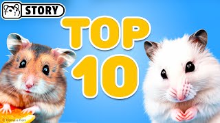 Top 10 Best Hamster Shorts 2 🐹 Homura Ham [upl. by Lord]