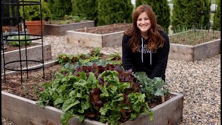 How to Grow Spinach for Beginners 🌿👩‍🌾 Garden Answer [upl. by Anatnom]