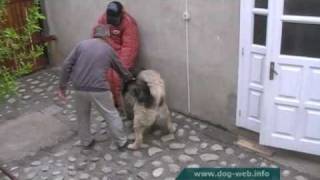 Caucasian Shepherd Dogs courage Test in Transylvania [upl. by Cadmann]