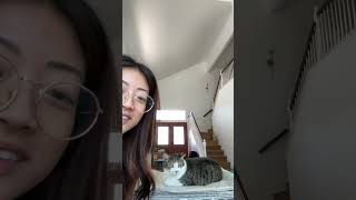 Dermatology allergist follow up appointment PART 1 catmomlife sickcat catlife catlover [upl. by Ainatnas777]