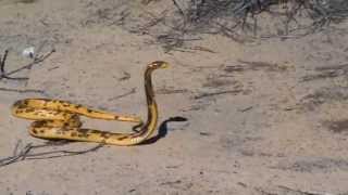 Cape cobra vs Yellow mongoose [upl. by Lingwood]