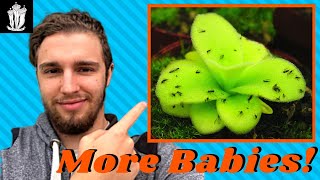 How to Plant Pinguicula Seeds  Sowing Pinguicula Seeds Butterwort [upl. by Vidovic]