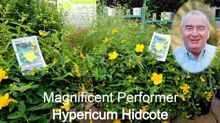 Hypericum Hidcote ⚡Magnificent Highly Reliable Performer with BRILLIANT Golden Yellow Flowers [upl. by Washington]