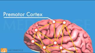 The Neuroscience of Sprains Strains Pain amp Sports Performance Video Adriaan Louw  MedBridge [upl. by Sylas]