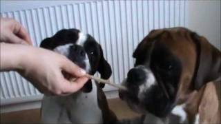 Boxer dog brothers Archie and Alfie eating peanut butter [upl. by Varin519]