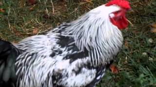 Silver Laced Wyandotte Rooster [upl. by Ahseet]