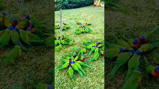 A flock of parrots feeding on the ground 🐦 shorts parrots birds shortvideo pets love [upl. by Aehta931]