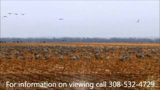 Sandhill Cranes near North Platte Nebraska March 5 2014 [upl. by Euqor]