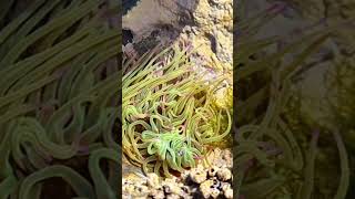 A Snakelocks anemone Anemonia viridis with its tentacles flowing on the ebbing tide [upl. by Rebe]