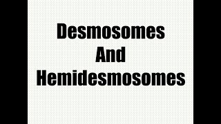 Membrane Junctions Part 2 Desmosomes and Hemidesmosomes [upl. by Isaacs5]