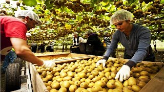 Kiwi Fruit Harvesting Picking and Packing  Amazing Agriculture Kiwi Farm Technology [upl. by Tisdale]