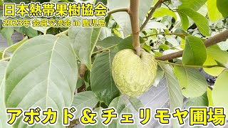 【ゆす村農園さん 】アボカドとチェリモヤの地植えハウス【日本熱帯果樹協会 2023年 会員交流会 in 鹿児島】 [upl. by Mahalia893]