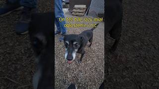 PIESKI ze SCHRONISKA 🐶 shortvideo dogs streetphotography pies pov portrait shorts photo [upl. by Heber]