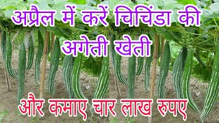 चिचिंडा की खेती। Chichinda ki kheti। Snacks pharming। Chichinda ki aage ki kheti। [upl. by Kristan649]