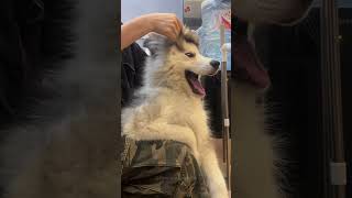 Episode 36  funny huskies 🤣🤣dog dogs funnydogs funnypetsmoments funnyvideo foryou [upl. by Dasa]