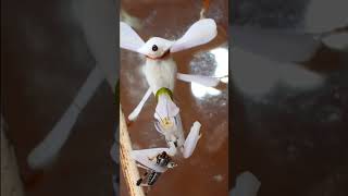 Orchid Mantis Hymenopus coronatus eats a grasshoppertimelapse shorts [upl. by Nevar]