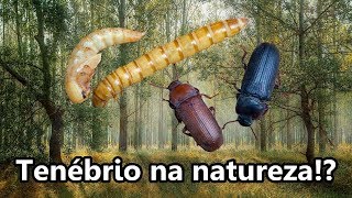 Sobre Besouro do Tenébrio na NATUREZA [upl. by Breeze664]