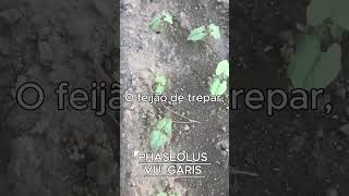 PHASEOLUS VULGARIS AKA FEIJÃO DE TREPAR [upl. by Seluj81]