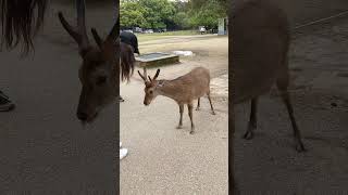 these deer in Japan bow at you 🦌 [upl. by Retsevlis687]