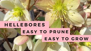 Hellebores How to Grow amp How to Prune Lenten Rose [upl. by Nerrual]