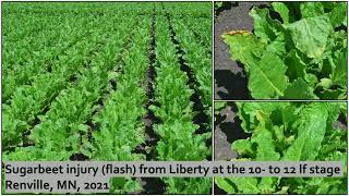 First Look At Dicamba amp Liberty  Bloomquist [upl. by Euqinad]