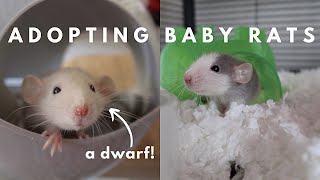 Bringing Home New Baby Rats [upl. by Nyrehtac408]