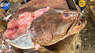 GROUPERS FISH CUTS🔪INCREDIBLE BONELESS CUTS🔪WHY CUTS THIS🔪KF FISH CUTS [upl. by Prospero]