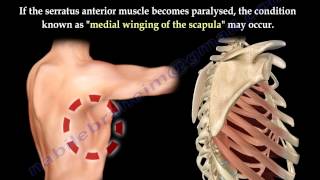 Serratus Anterior Muscle Anatomy winged scapula  Everything You Need To Know  Dr Nabil Ebraheim [upl. by Renate]