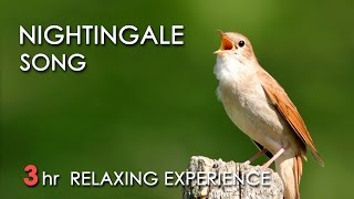 BEST NIGHTINGALE SONG  3 Hours REALTIME Nightingale Singing NO LOOP  Birdsong Birds Chirping [upl. by Knute]