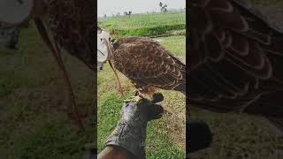 Lanner Falcon ready to Hunt [upl. by Sitoeht]