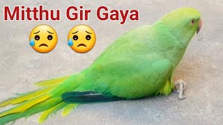 Green Ringneck Parrot Sad 💔😔  Sad News 😥👆  Talking Parrot [upl. by Plume]