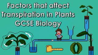 Factors that Affect Transpiration in Plants WJECAQA Biology  GCSE REVISION [upl. by Jessee]