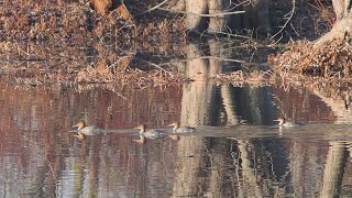 Common Mergansers Petrie Islands [upl. by Giliana438]