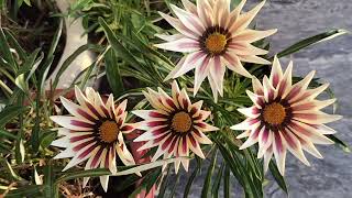 last year ka gazania plant pa ap abi sa flowering kasy la skty hn October ma gazania pa flowers [upl. by Ruth]