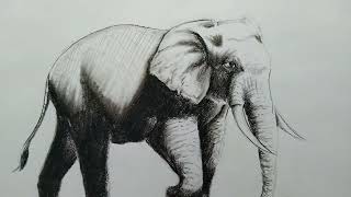 very easy elephant drawing tutorial for beginners  elephant drawing  elephant drawing step by st [upl. by Christiano]