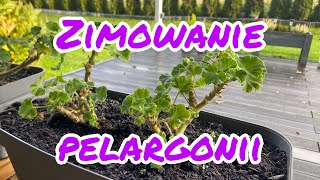 Zimowanie pelargonii  jak przechowywać pelargonie przez zimę [upl. by Carney]