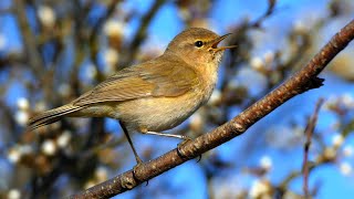 Bird sounds – Common chiffchaff Phylloscopus collybita [upl. by Bruis]